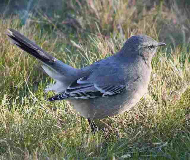 A Northern Mockingbird foraging through grass.
