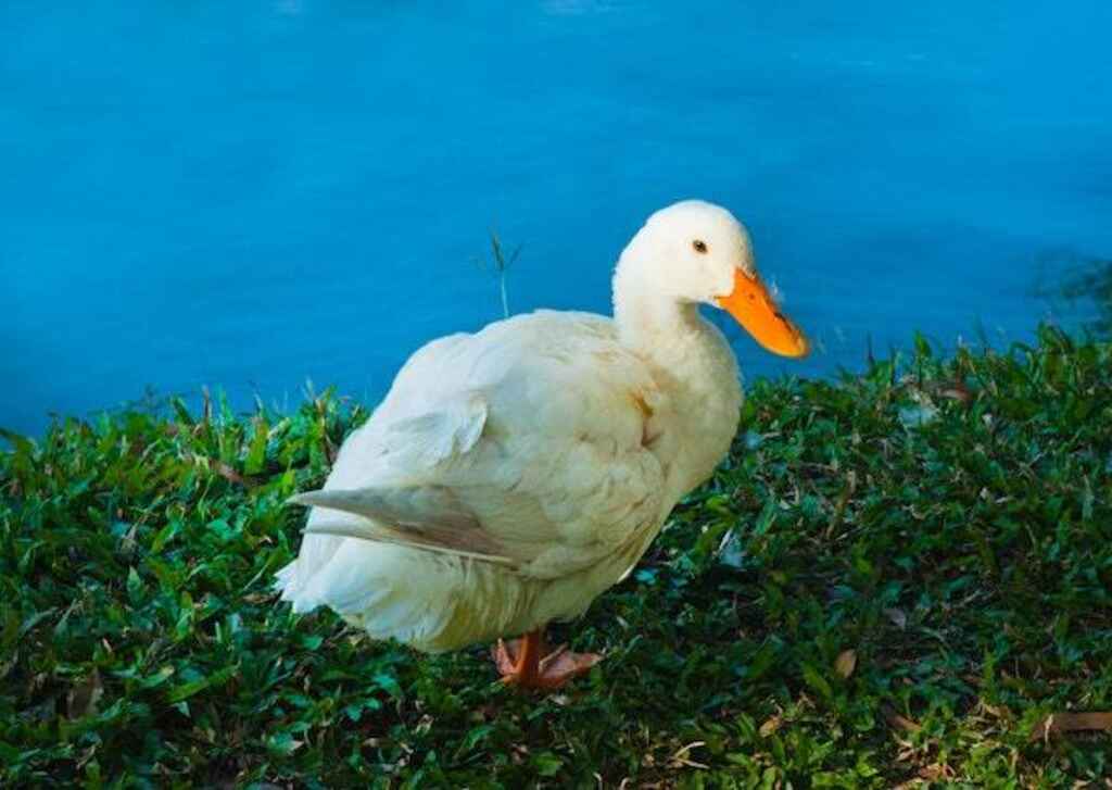 A white duck going to the bathroom on grass.