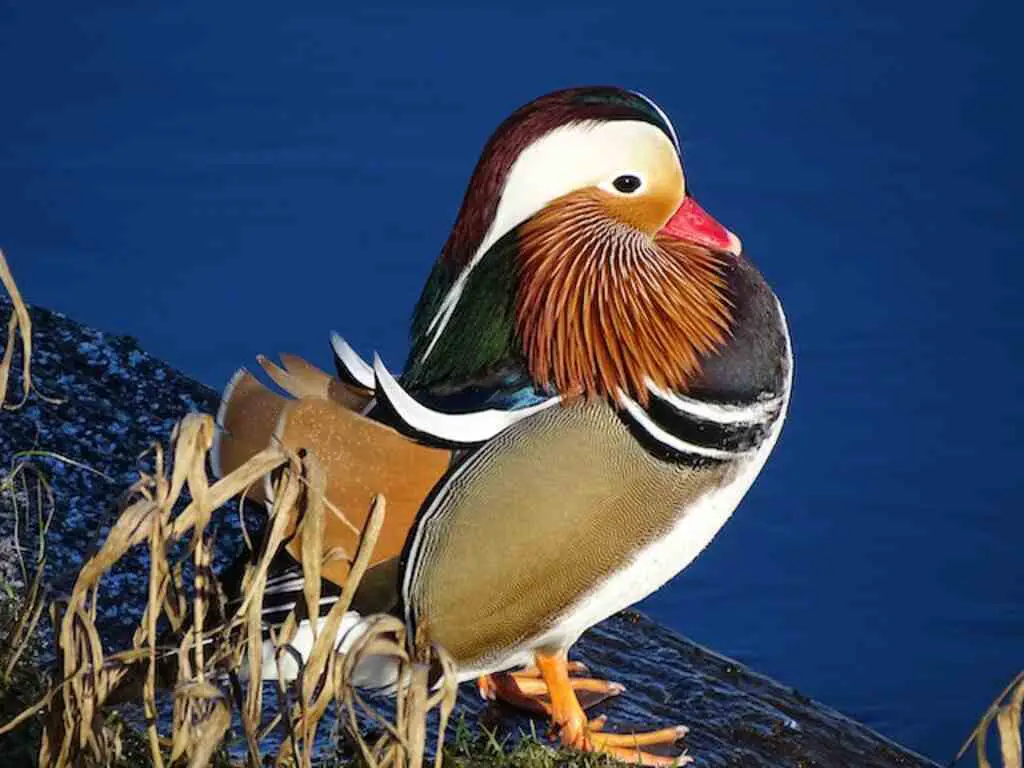 A Mandarin duck perched on a ledge on shore.