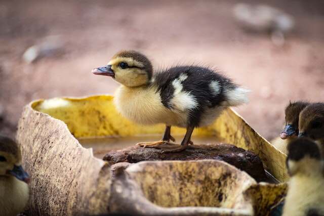 A duckling drinking water from a bucket.
