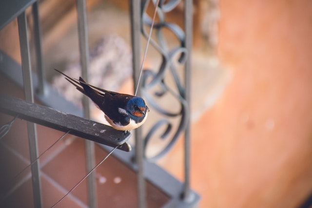 A barn swallow perched on a balcony railing.