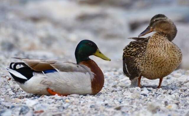 A male and female mallard duck.