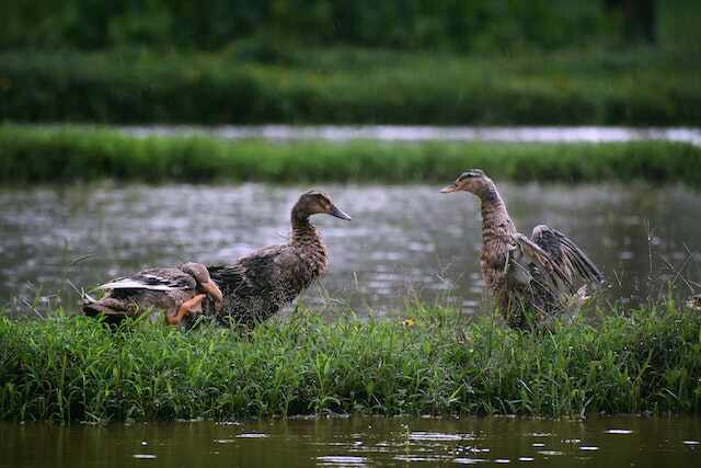 Three ducks on shore.