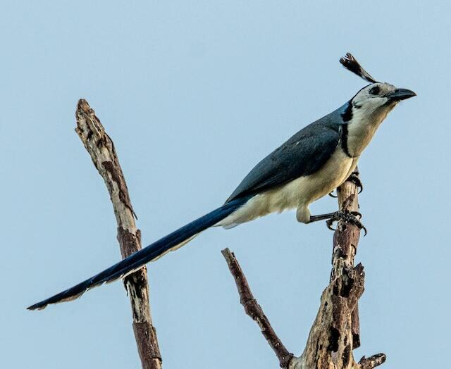 Close-Up Shot of White-Throated Magpie-Jay Perched on Tree Branch
