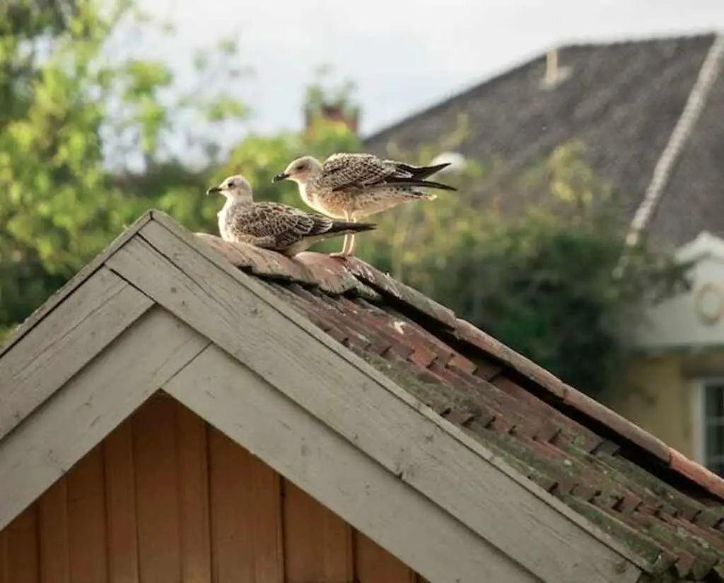Two seagulls perched on a garage roof.