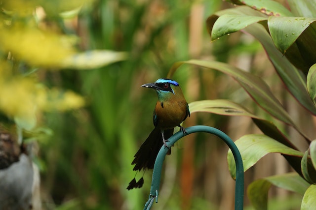 A Blue Crowned Motmot perched in a tree.