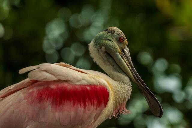 Roseate Spoonbill with a long flat and broad beak resting.