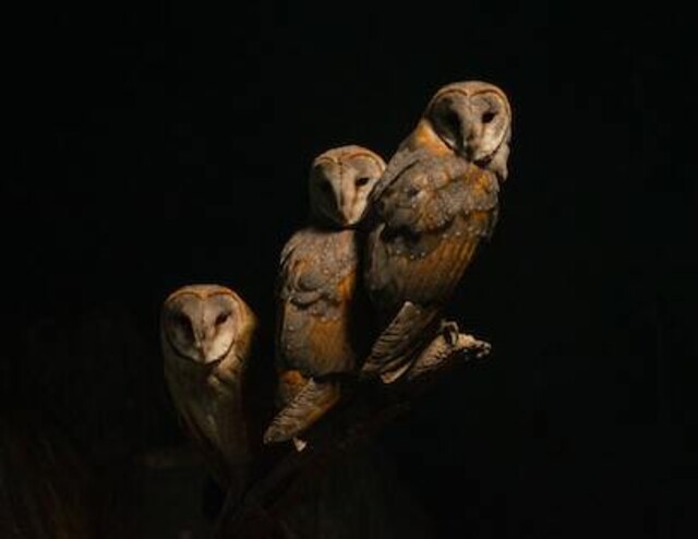 A group of owls.
