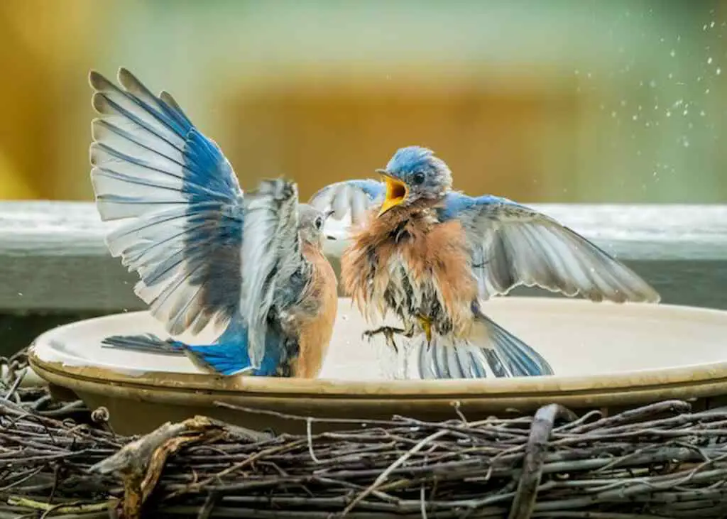 An Eastern Bluebird trying to bully another bluebird.