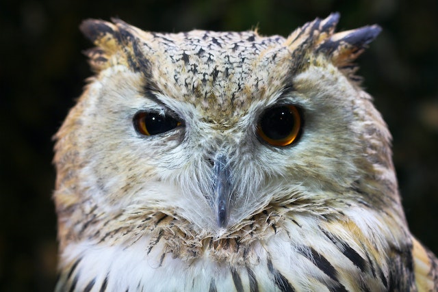 A brown and white owl with piercing eyes.