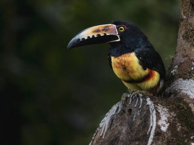 Collared Aracari Toucan on a Tree
