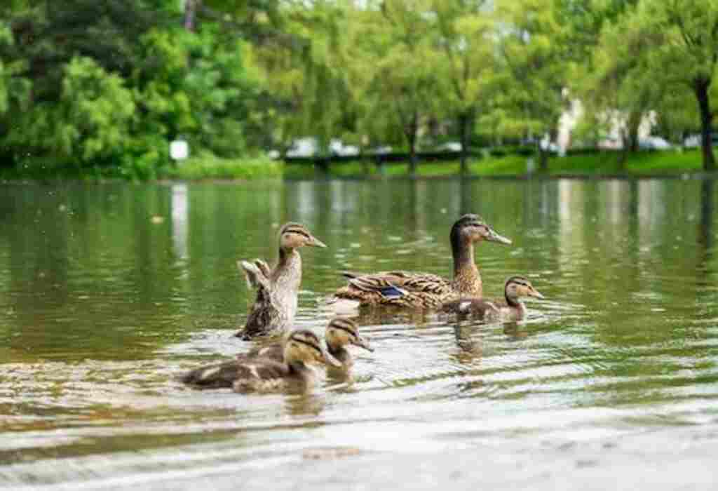 A group of ducks in a pond.