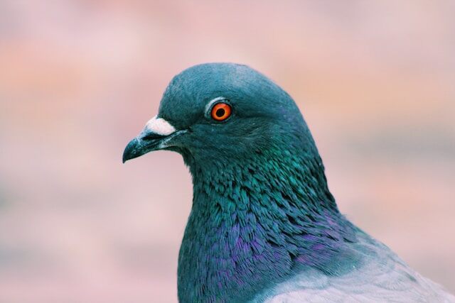 A pigeon with red eyes.