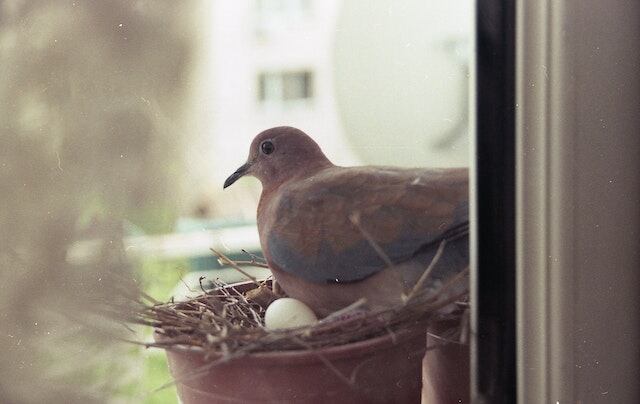 A dove sitting on her eggs.