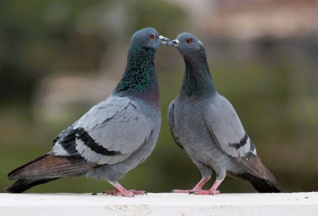 Two pigeons perched on wall kissing.