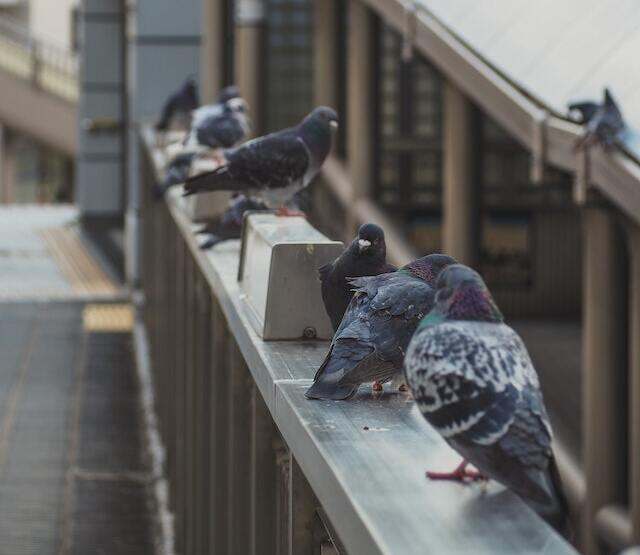 A bunch of pigeons perched on a balcony ledge.