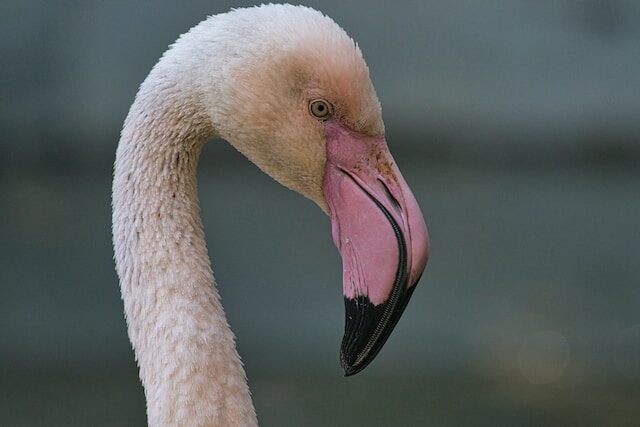 A Pink Flamingo showing off its beautiful beak.