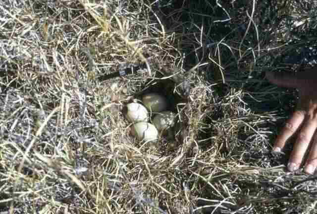 A nest with four Pintail duck eggs hidden in grass.