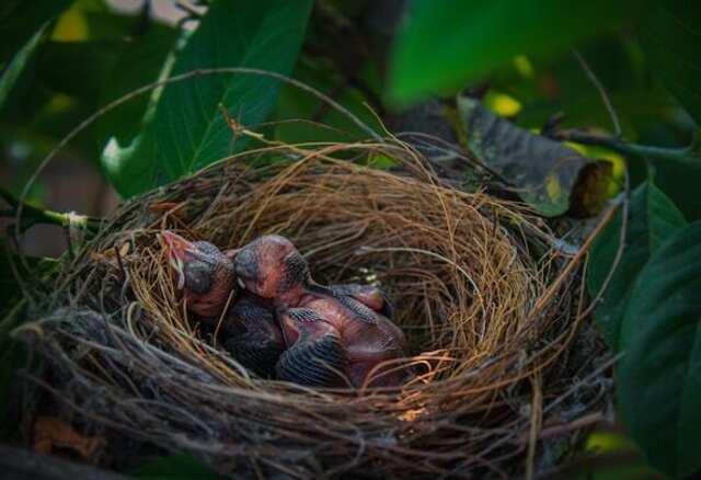 Baby birds in their nest sleeping.