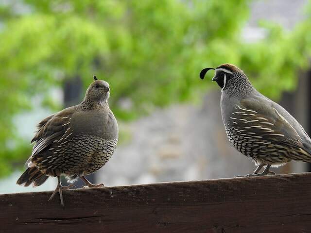 A couple of quails perched on a railing.