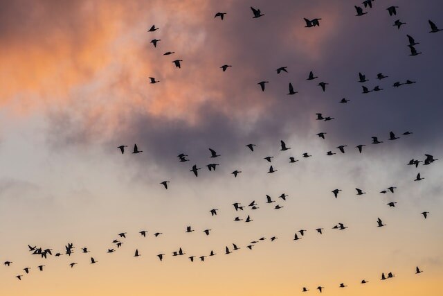 A large group of geese migrating.