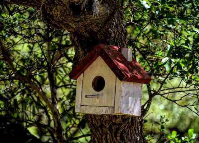 Birdhouse that is placed in a grove of trees.