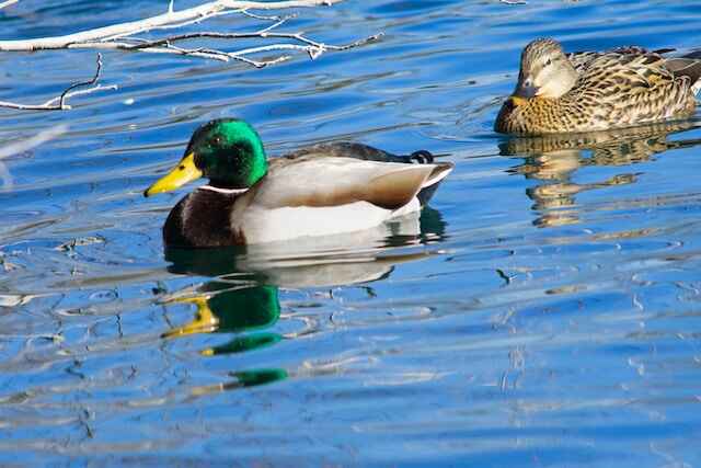 A male and female mallard duck in the water.