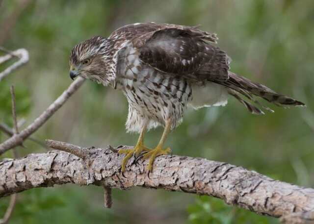 A juvenile red-shouldered hawk ready to attack.