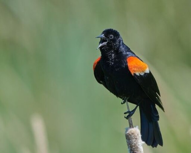 A Red-winged blackbird hissing.