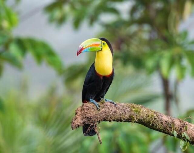 A Keel-Billed Toucan perched on a tree branch.