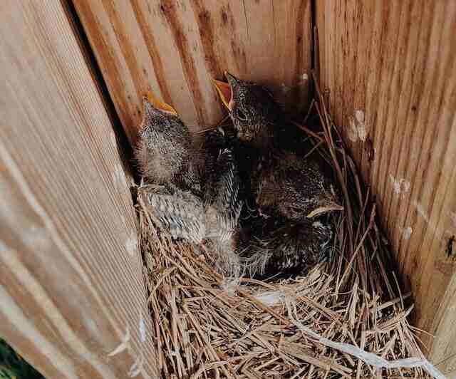Black baby birds in a nest.