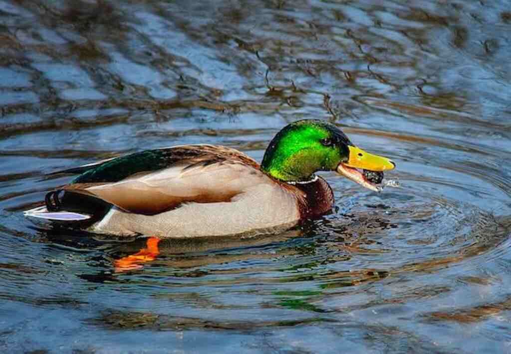 A mallard in the water eating a snail.