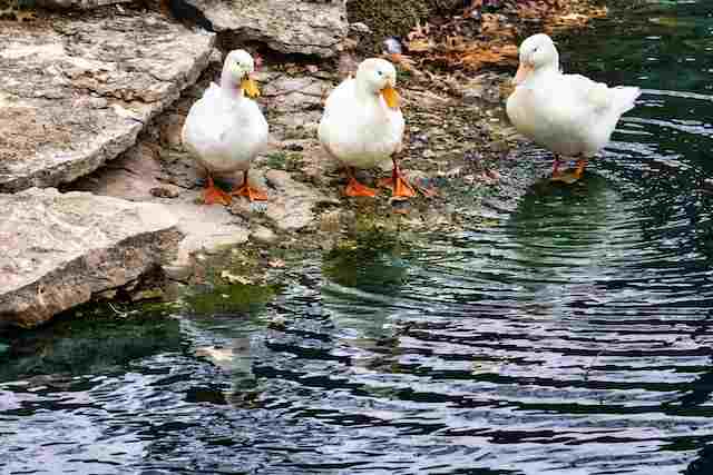 Three Pekin Ducks in the water.