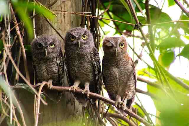 Three owls perched side by side in a tree.