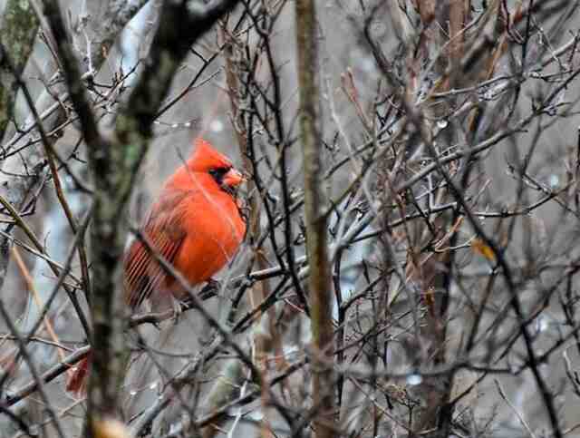 A Northern Cardinal perched in a tree.