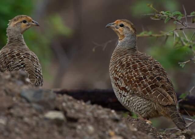 Two Grey francolin Partridges from the scrubs of Pune.