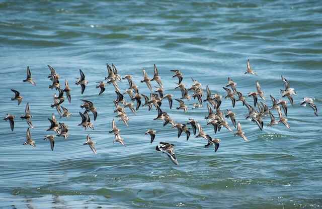 A small flock of Sandpipers migrating.