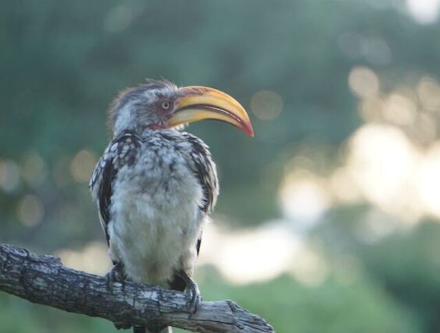 A Hornbill with a long beak perched in a tree.