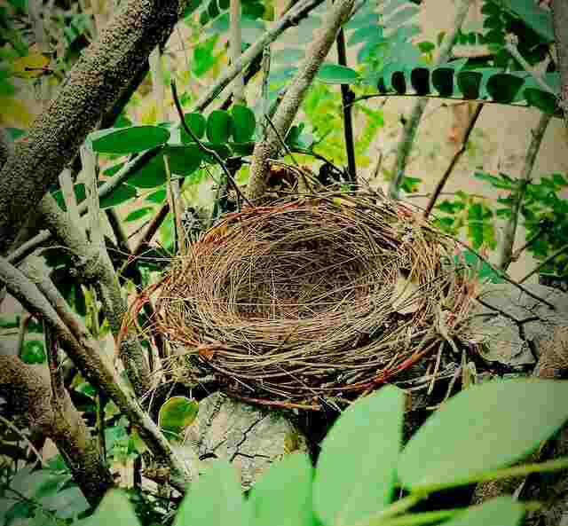 An abandoned nest in a tree.