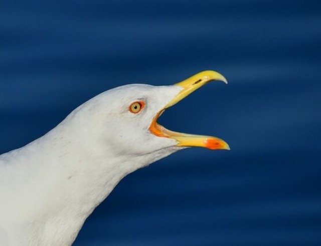 A seagull with its beak open.