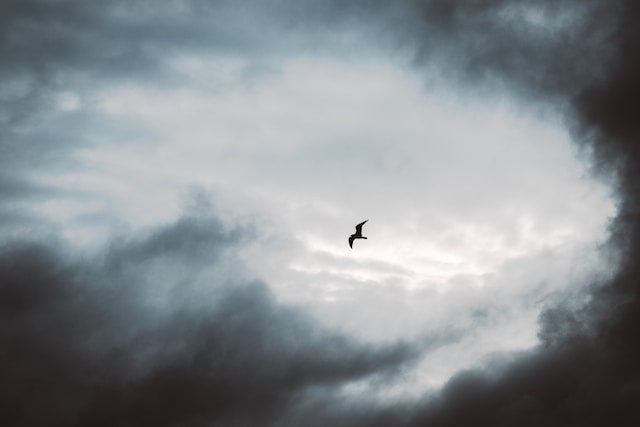 A seagull heading for cover before a storm.
