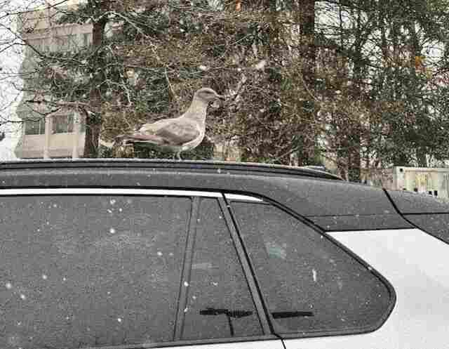 A seagull perched on a car rooftop.