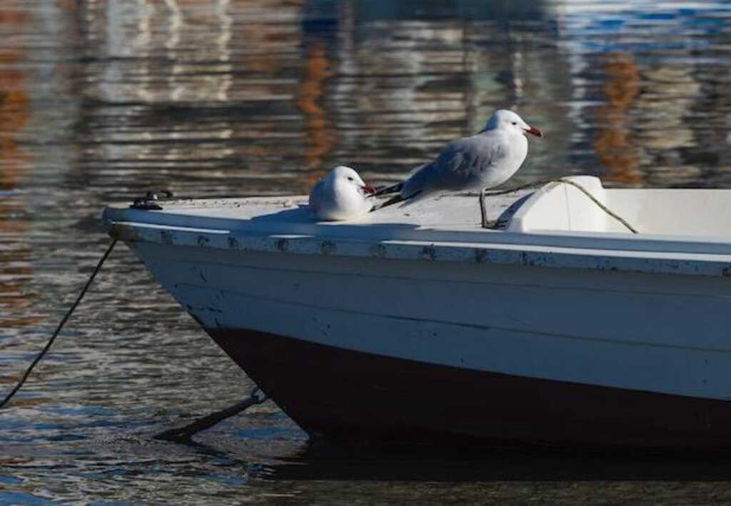 Two seagulls resting on a boat.