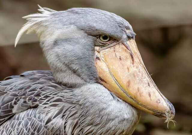 A Shoebill foraging through grass.