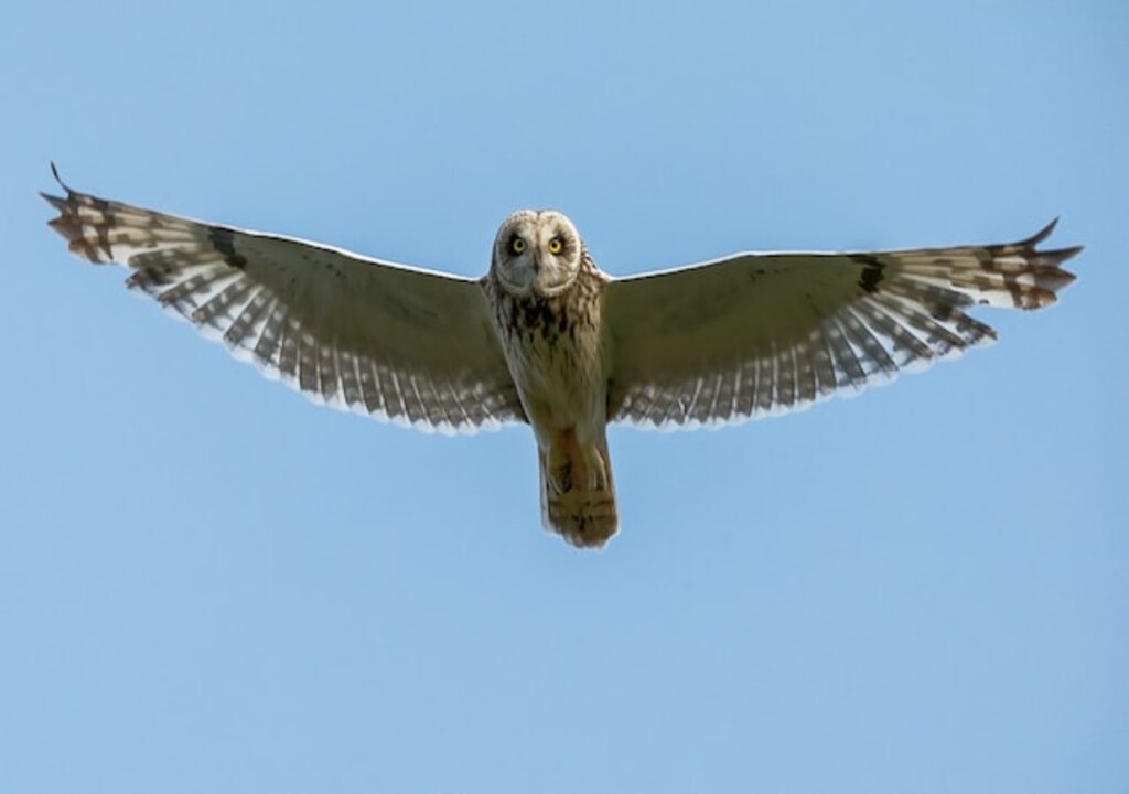A Short-eared owl flyin through the air.