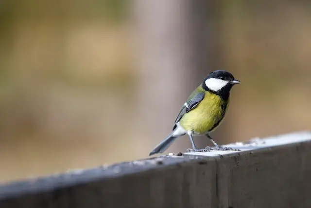 A great tit bird species perched on a concrete balcony ledge.