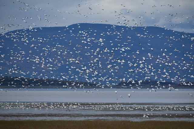 A large flock of Snow Geese, migrating