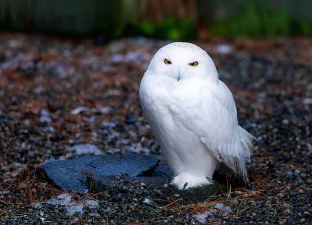 A Snowy Owl on the ground walking around.