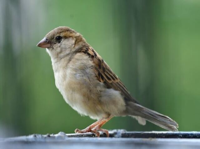 A sparrow on a ledge.