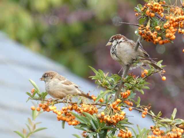 A couple of sparrows perched on a tree eating berries.